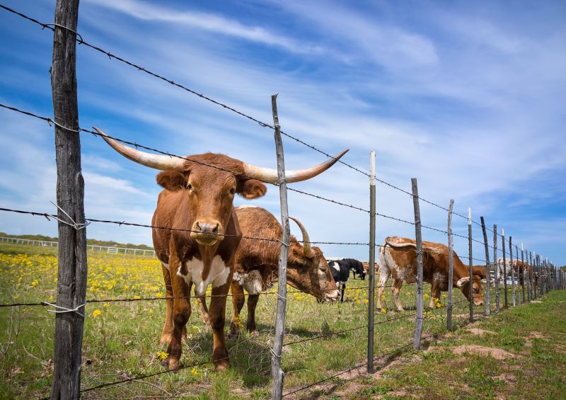 Cattle Fence Repair